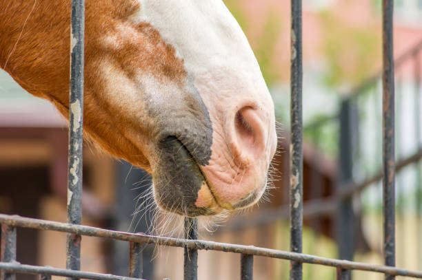 istock closeup of horse's nose 827876220
