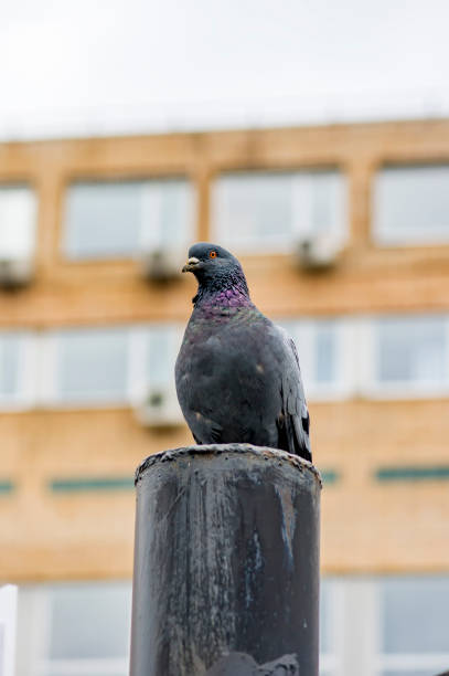 istock pigeon sitting on the metal fence 827876242