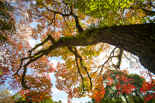 The fall season with beautiful maple color at Nara Park, Japan