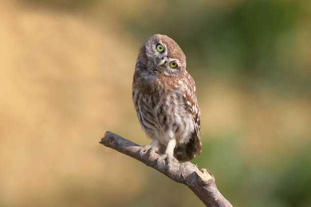 istock Adult little owl unusual pose ib branch 827880098