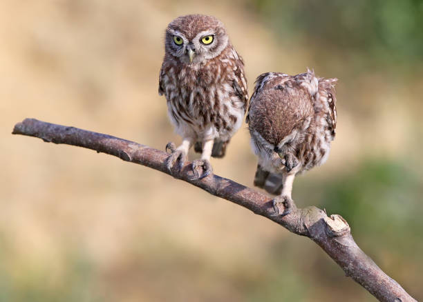 istock Two young little owls in branch 827880164