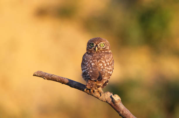 istock Curiose chick of little owl on branch. Blurry background and soft light 827880176