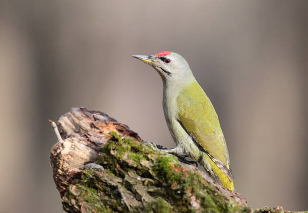 istock Grey woodpecker closeup portrait 827880536