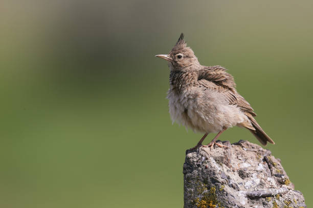 istock Skylark portrait from Ukraine. 827880558