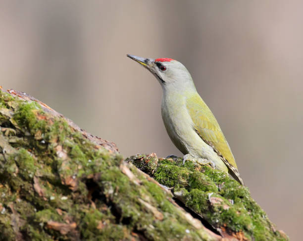 istock Grey woodpecker closeup portrait 827880570