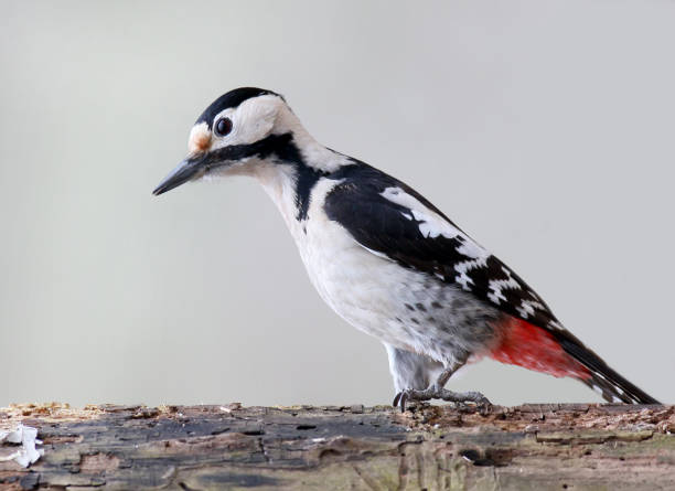 istock Close up female syrian woodpecker 827880828