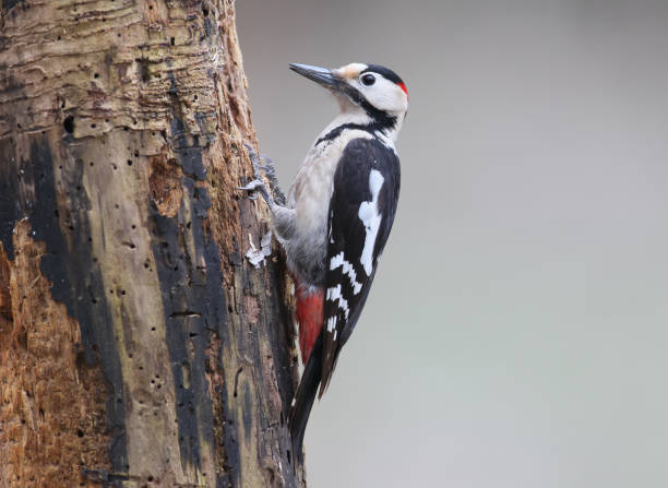 istock female syrian woodpecker 827880856