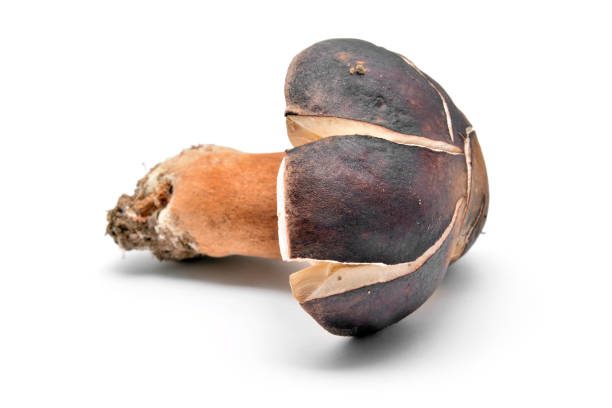 edble boletus aereus mushroom isolated on white