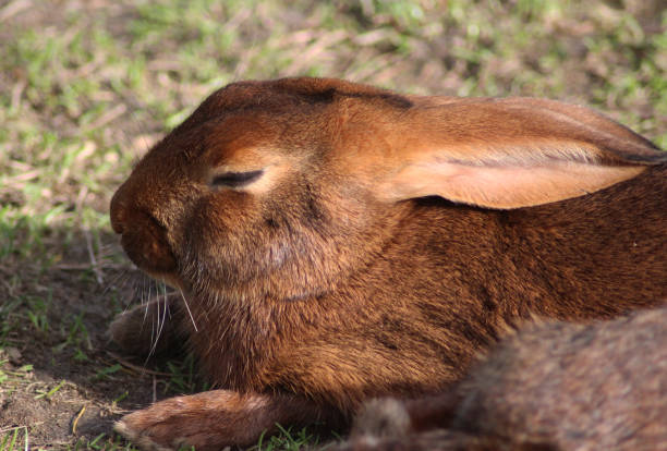 Belgian hare stock photo