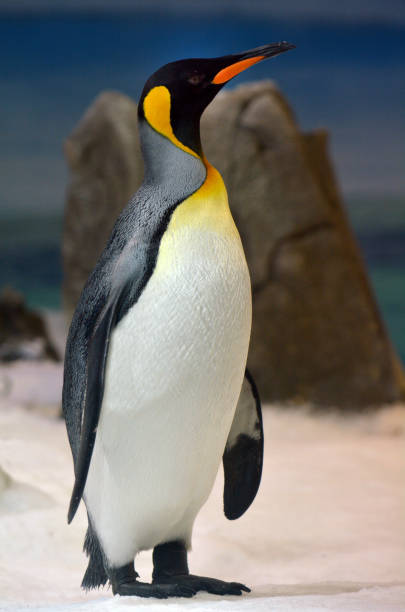 император пингвин стоял - argentina australia стоковые фото и изображения