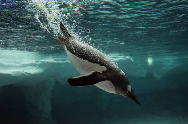 eselspinguin schwimmen unter wasser - gentoo penguin stock-fotos und bilder