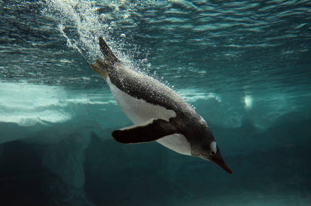 pinguim gentoo nadam embaixo d'água - gentoo penguin - fotografias e filmes do acervo