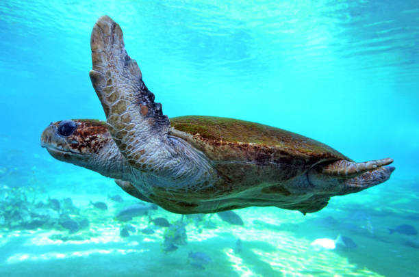 istock Green sea turtle Queensland Australia 827895210