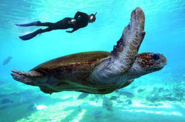 zielony żółw morski queensland australia - sea turtle coral turtle green sea turtle zdjęcia i obrazy z banku zdjęć