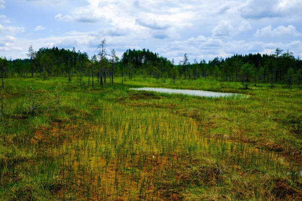 Lake in the swamp landscape in summer