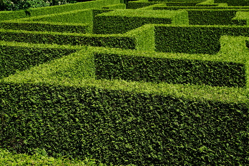 overview of labyrinth of green hedges accurately cut