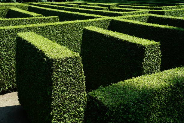 istock maze of green hedges 827896982