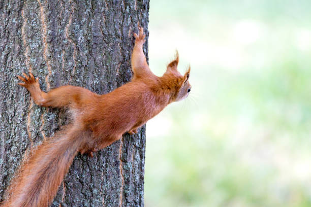istock small rodent squirting peeps out on a tree trunk 827900370