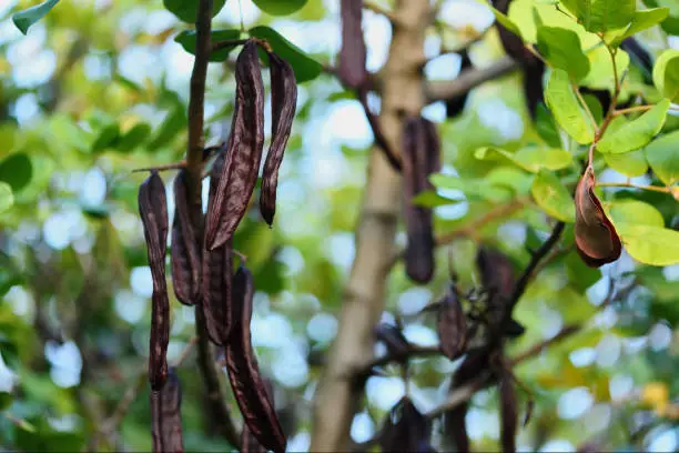 Photo of Ripe carob beans hanging on carob tree branch
