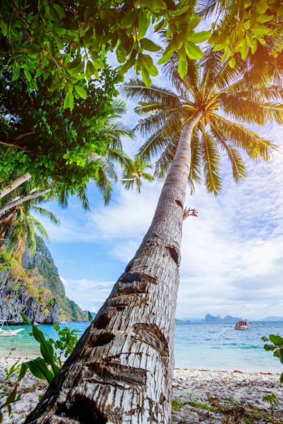 istock View of nice tropical beach with palms 827901086