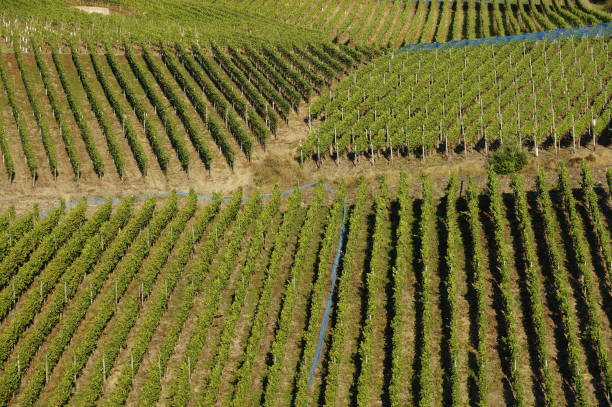 istock vineyard in Ahr valley, Germany 827901792