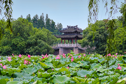 Summer view of West Lake scenic area, Hangzhou (China), with Lotus flowers