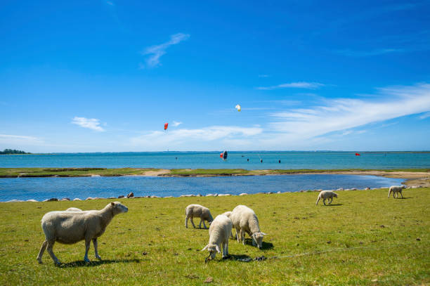 Landscape on the flood embankment in Lemkenhafen Landscape with sheeps and kite surfer on the flood embankment in Lemkenhafen on the Fehmarn island at the Baltic Sea kite sailing stock pictures, royalty-free photos & images
