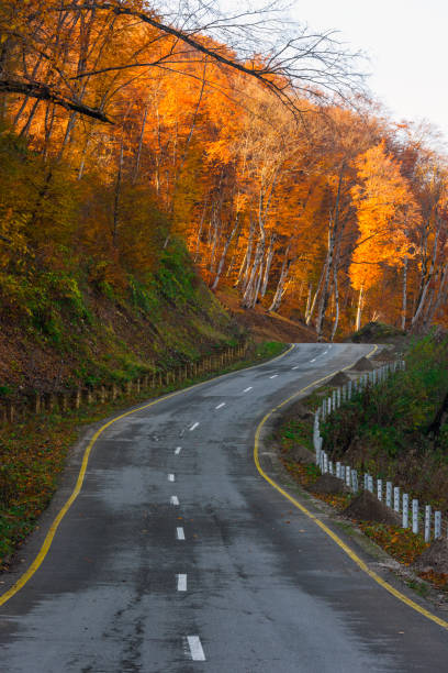 istock Road in yellow autumn forest 827906304