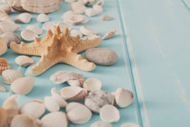 istock Seashells on blue wood, sea vacation background 827913786