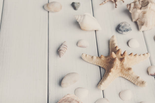 istock Seashells on white wood, sea vacation background 827914026