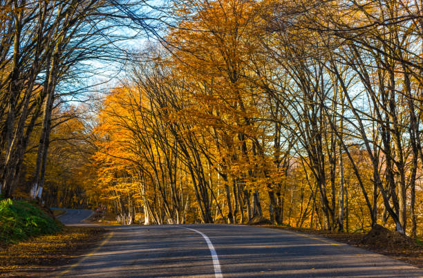 istock Road in yellow autumn forest 827914170