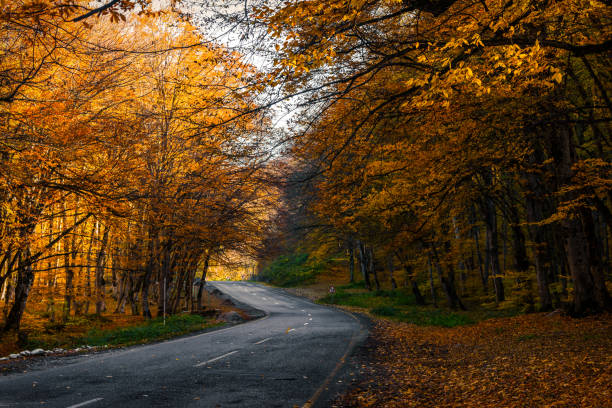 istock Road in yellow autumn forest 827914680