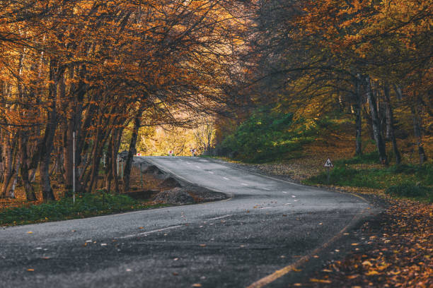 istock Road in yellow autumn forest 827916994