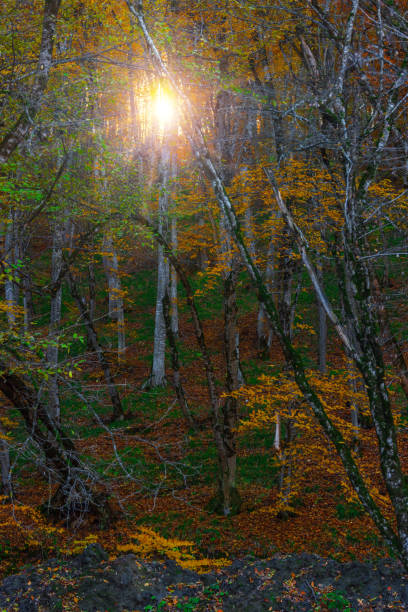 istock Beautiful yellow autumn forest 827917678