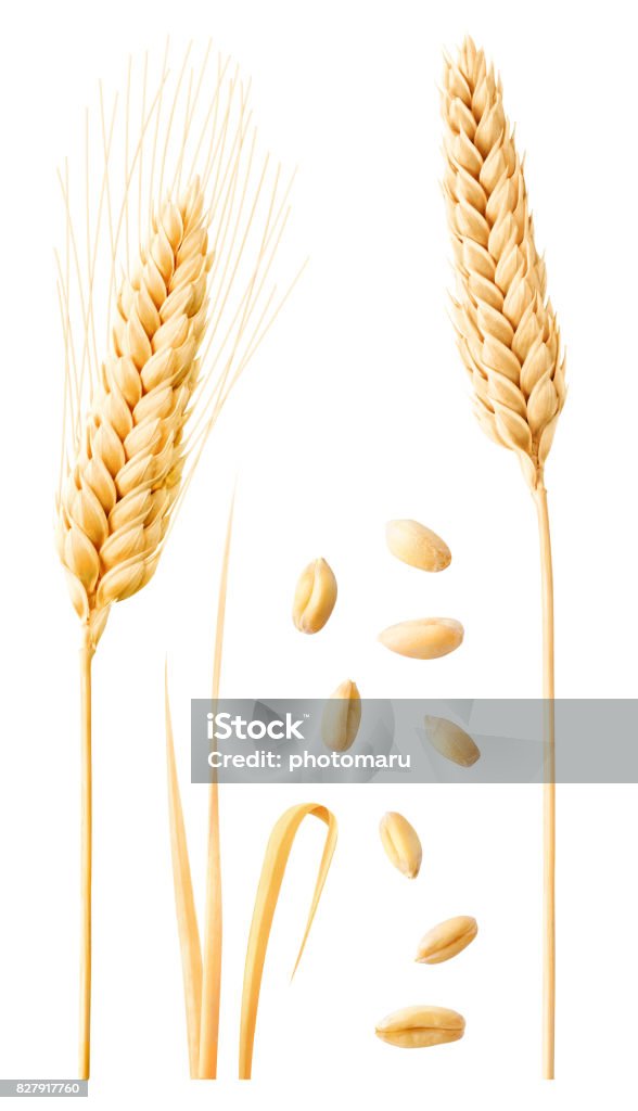 Isolated wheat collection Isolated wheat collection. Two ripe wheat ears on stems, leaves and peeled grains isolated on white background with clipping path Wheat Stock Photo