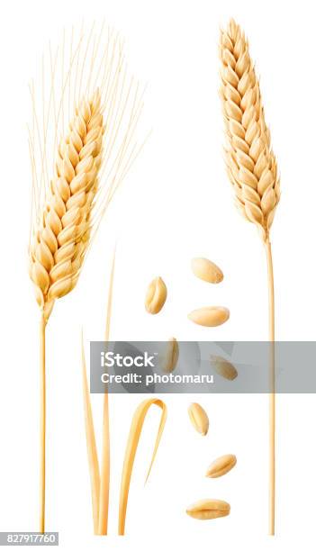 Isolated Wheat Collection Stock Photo - Download Image Now - Wheat, Ear Of Wheat, Cut Out