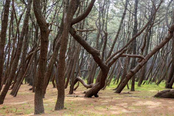 istock Pine forest in Karatsu Japan 827920558
