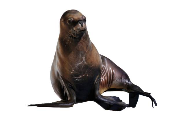 istock South american sea lion (Otaria flavescens) 827921526