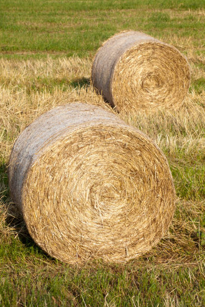 istock Straw bales on field in summertime. 827922064