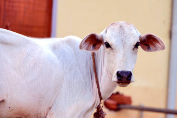 istock Portrait of  cow calf 827928914