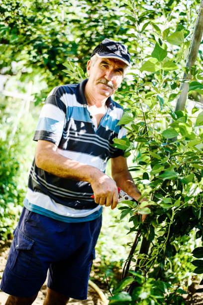 istock Senior farmer dealing with garden crops 827928982