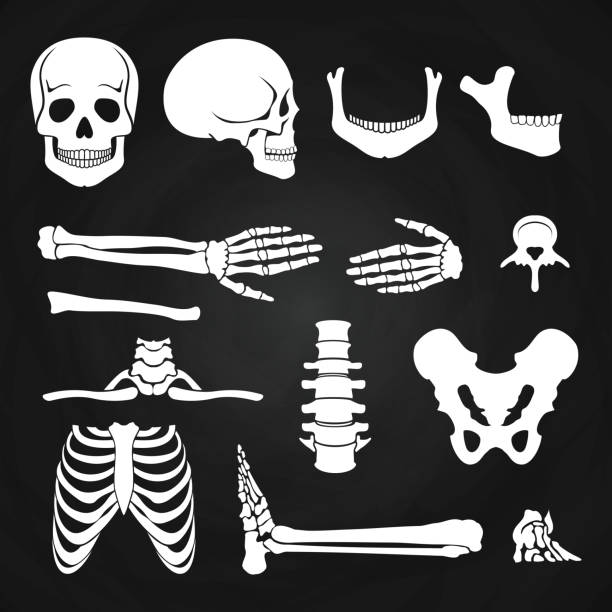 kolekcja ludzkich kości na tablicy - sketch skull people anatomy stock illustrations