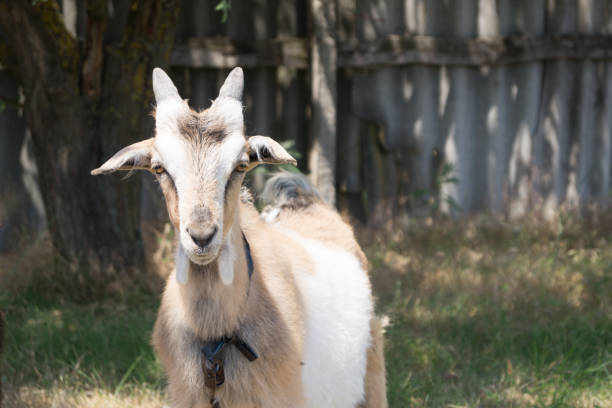 istock White and beige goat grazes on the meadow 827942048