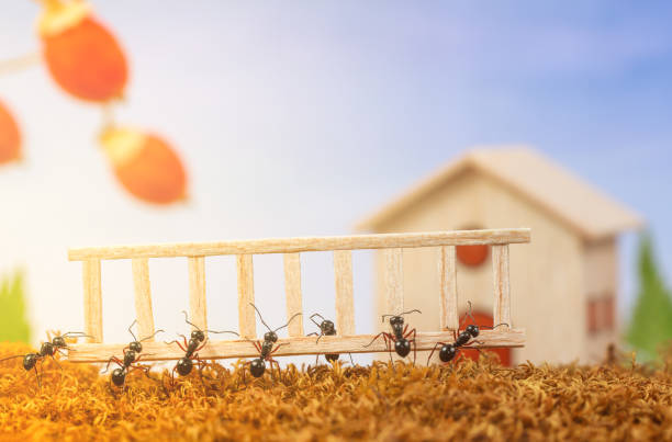 개미 집을 사다리, 팀워크 개념으로 - teamwork ant cooperation challenge 뉴스 사진 이미지