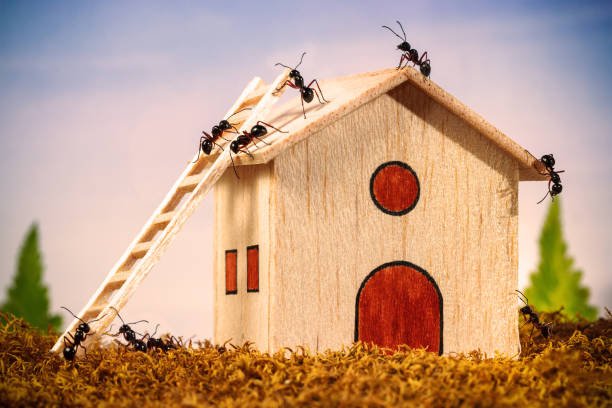 le formiche costruiscono una casa con scala, concetto di lavoro di squadra - scale insect foto e immagini stock