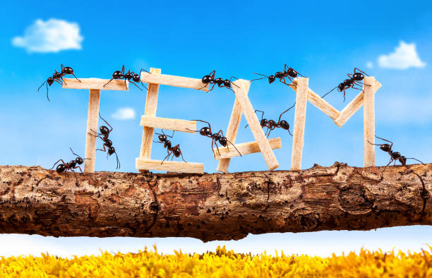 Ants carrying wording team, teamwork concept