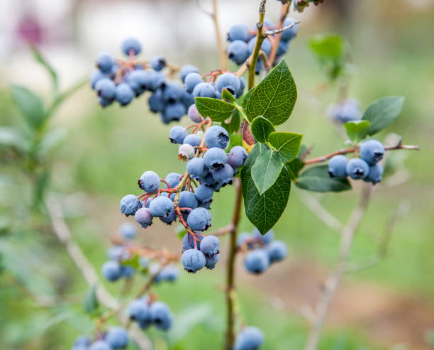 istock plantation blueberries, Vaccinium myrtillus 827951818