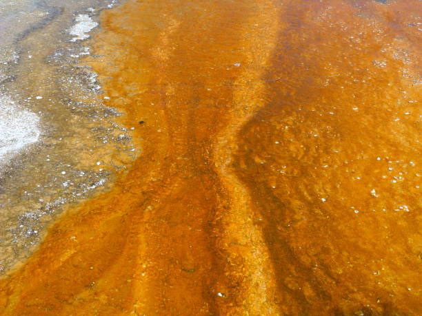 istock Yellowstone National Park 827951824