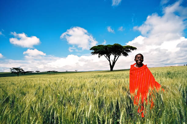 Nakuru, Central Kenya, East Africa - 16 September, 2004 : A young Masai boy with traditional red Masai cloth standing in a green wheat field wih a acacia tree camel thorn tree in background with blue sky en clouds