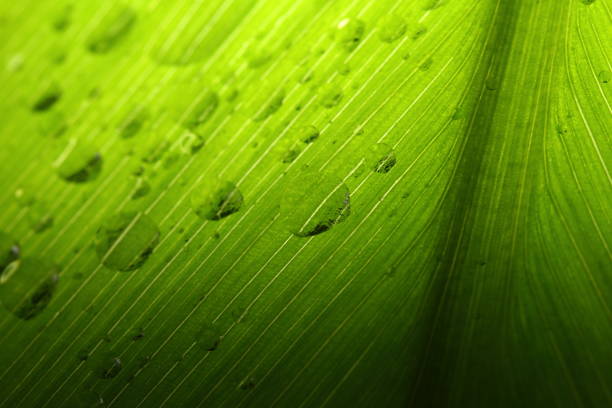 istock Back light to show Texture leaf, concept tropical area only and dew on leave so beautiful 827953738